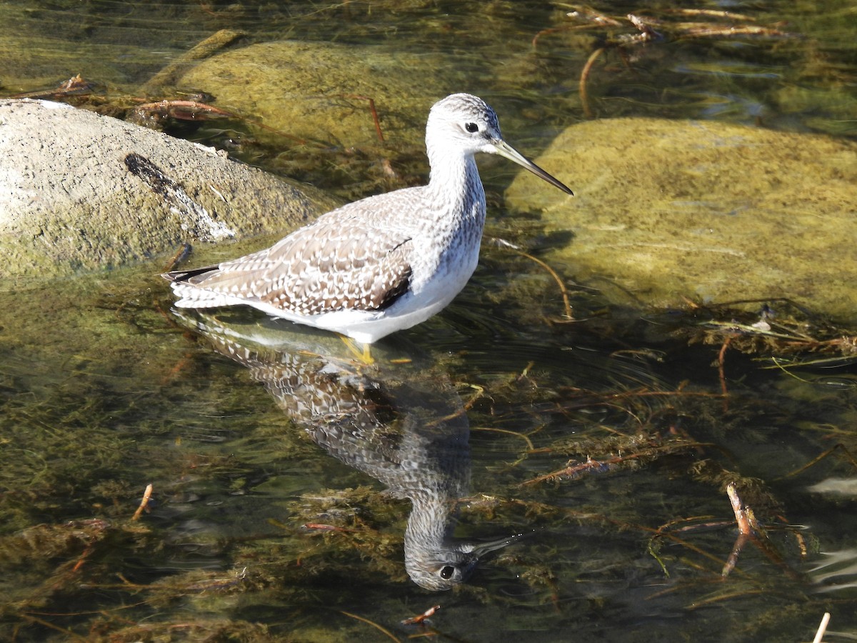 Greater Yellowlegs - ML642352545