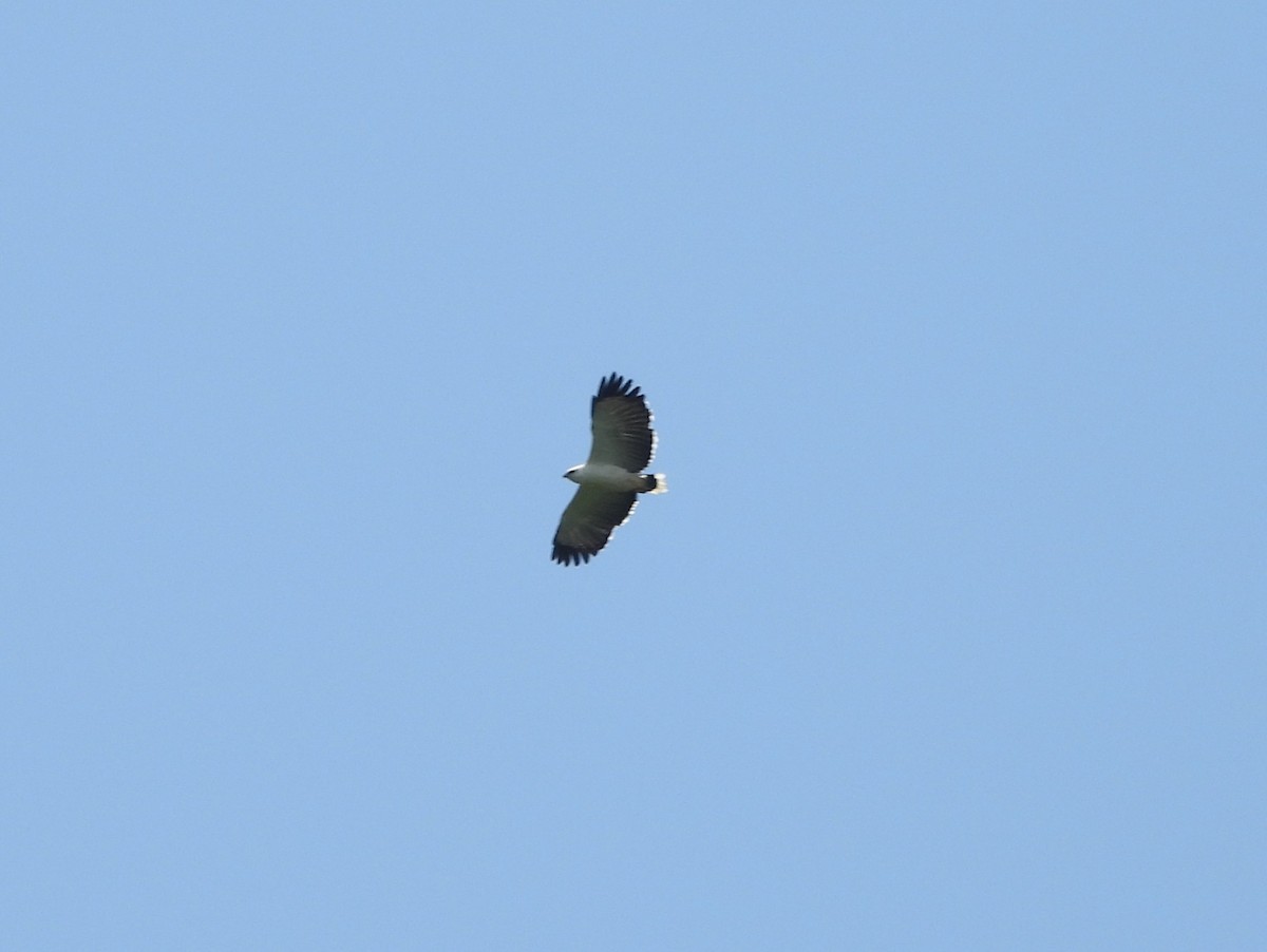 White Hawk - ML642352558