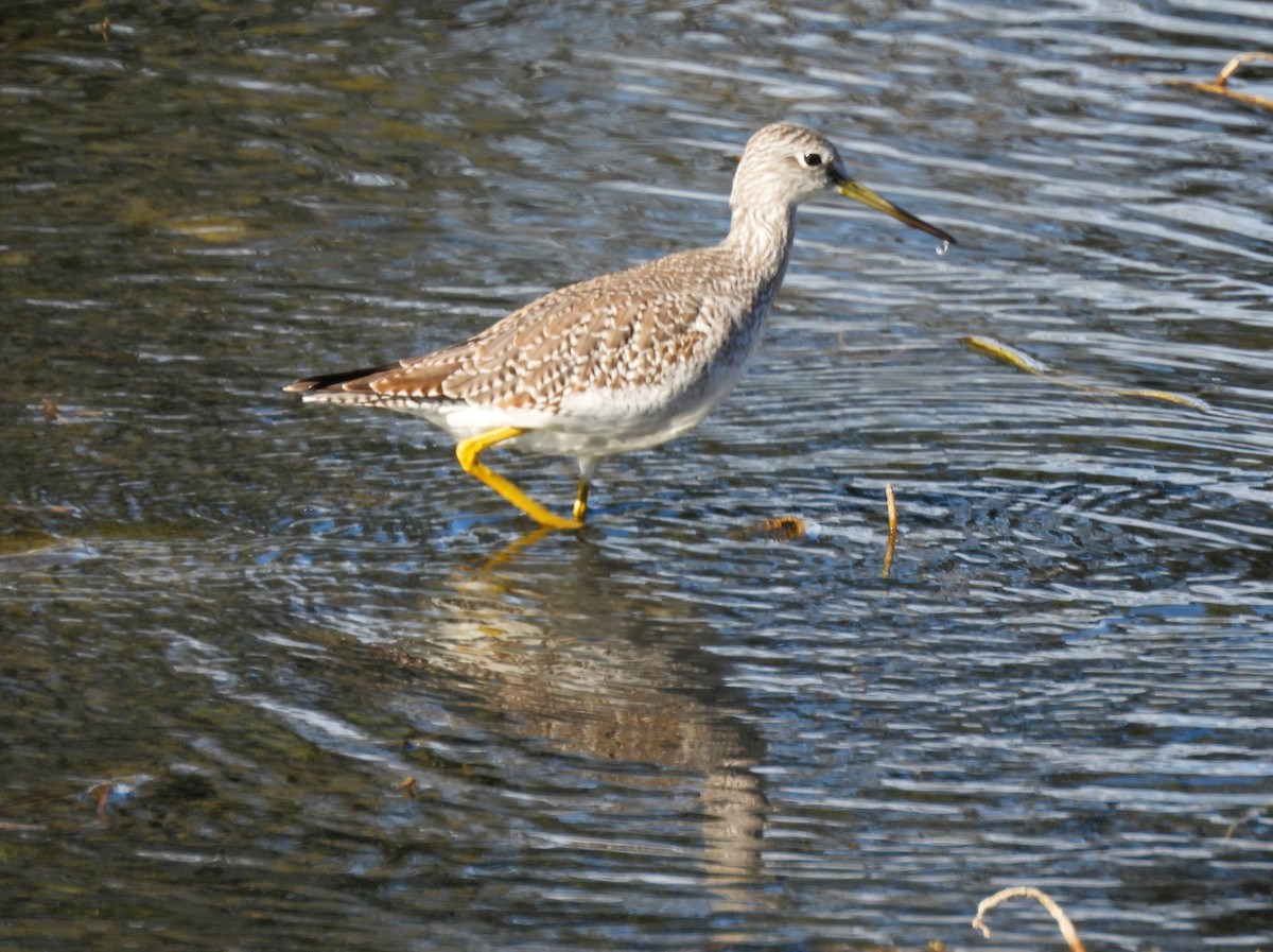 Greater Yellowlegs - ML642352560