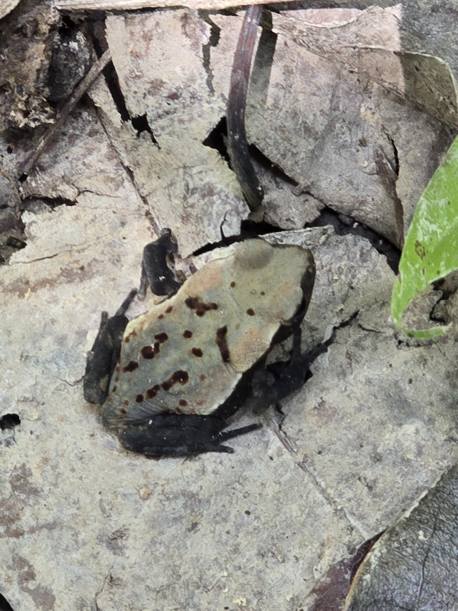 Frogs and Toads - ML642352575