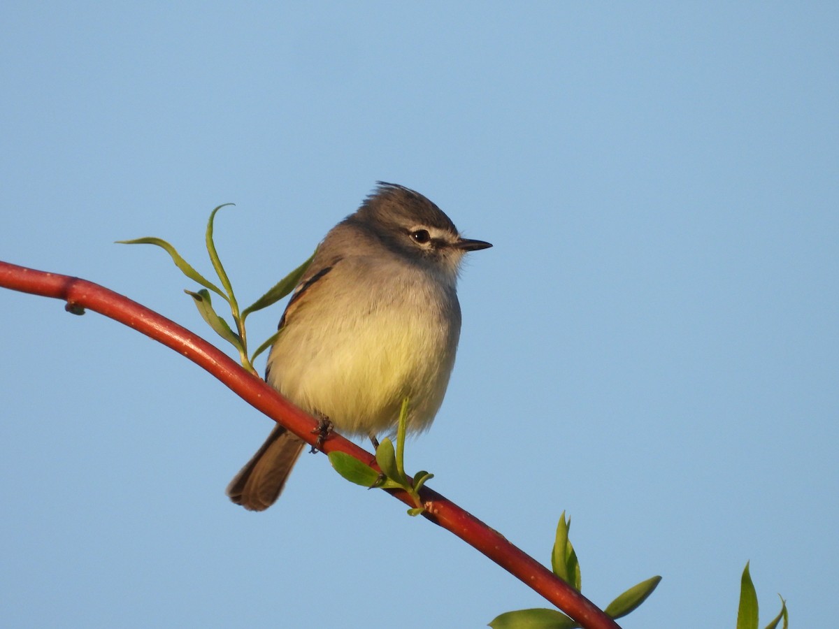 Straneck's Tyrannulet - ML642352578