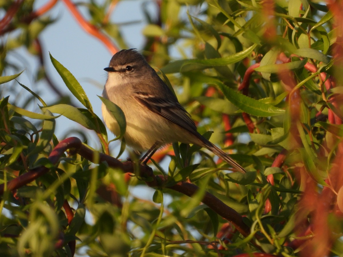 Straneck's Tyrannulet - ML642352579