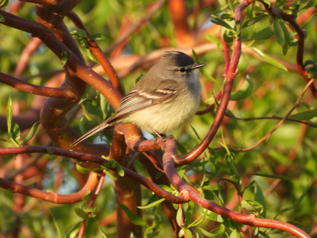 Straneck's Tyrannulet - ML642352580