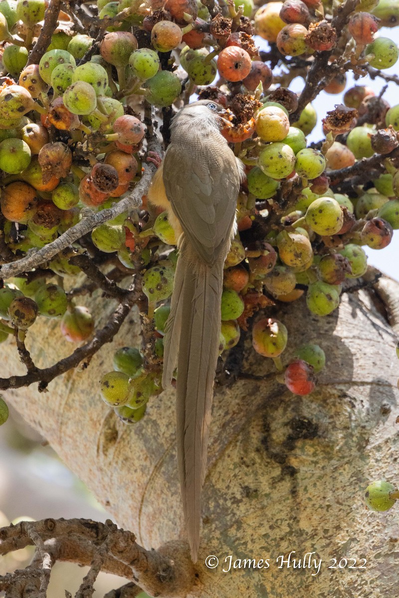 Speckled Mousebird - ML642352581