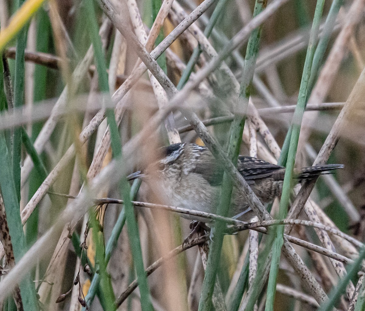 Marsh Wren - ML642352602