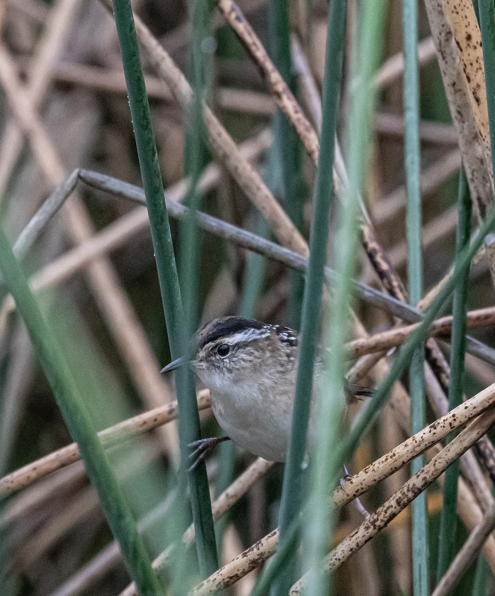 Marsh Wren - ML642352609