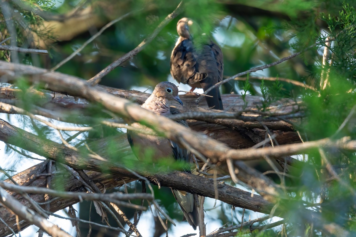 Mourning Dove - ML642352622