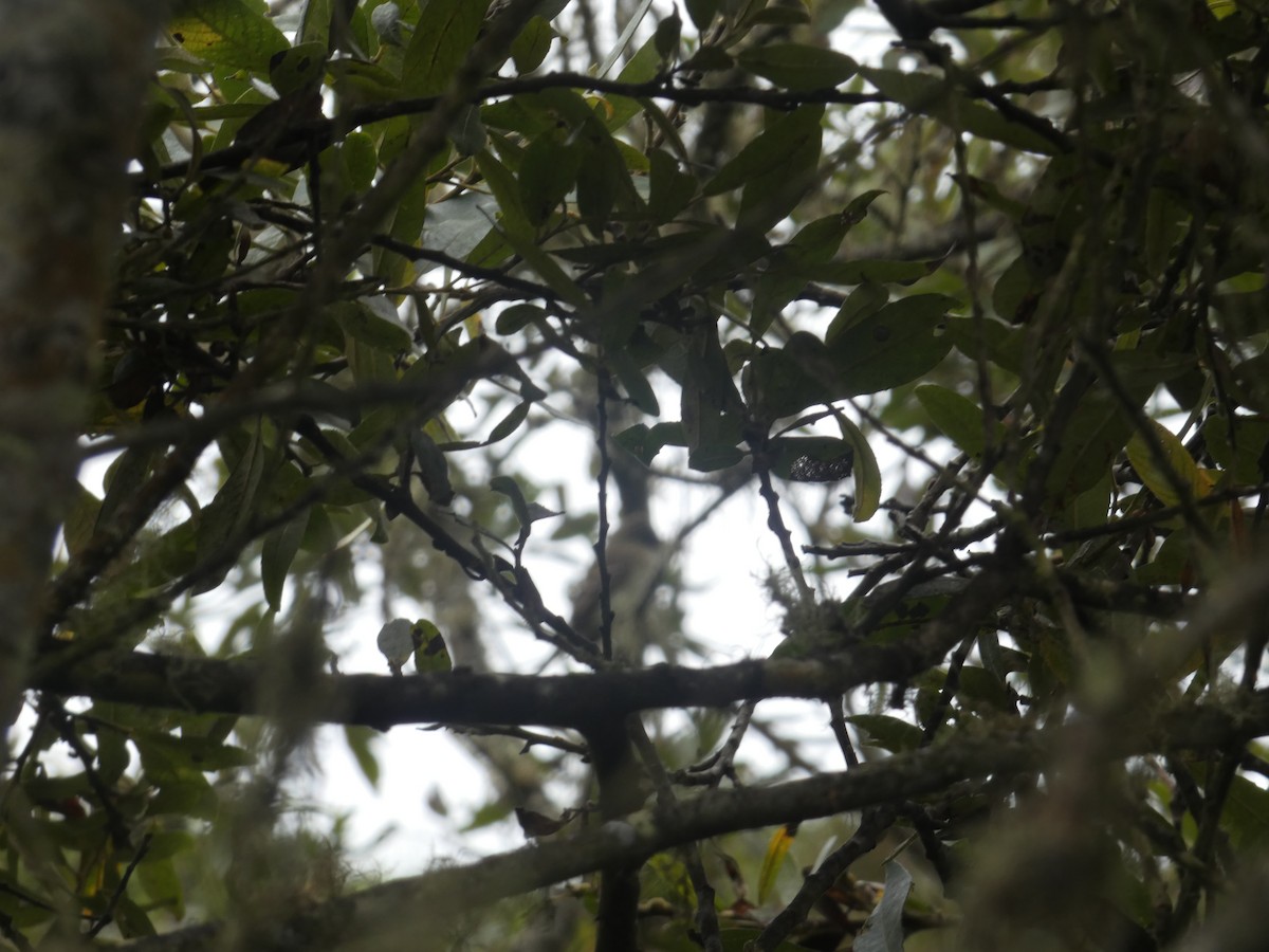 Willow Flycatcher - ML642352673