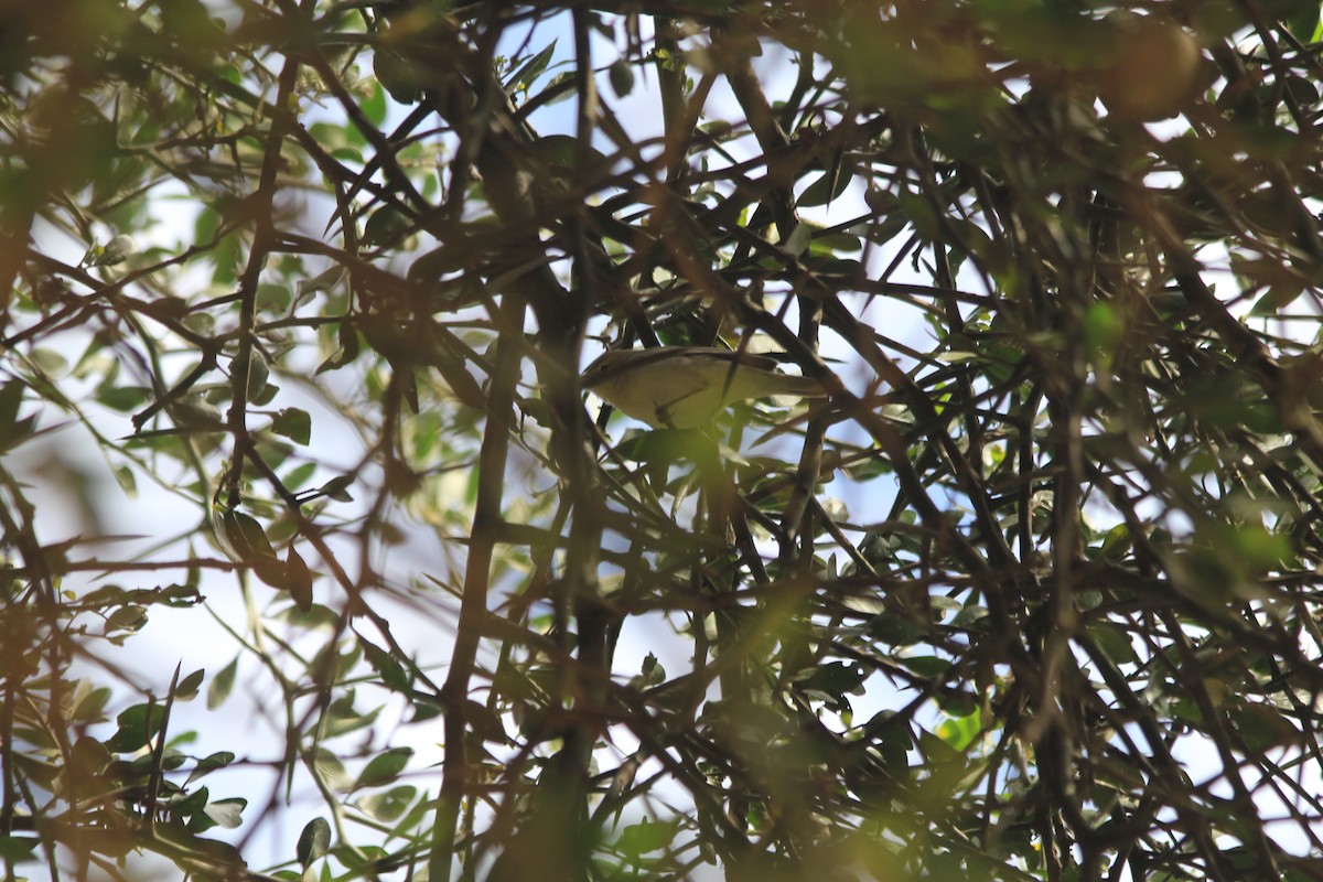 Icterine Warbler - ML642352684