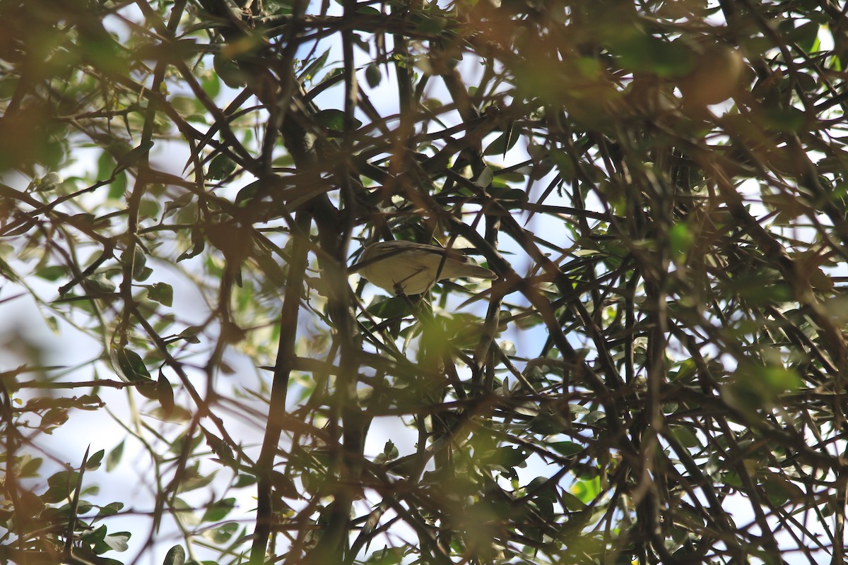 Icterine Warbler - ML642352685