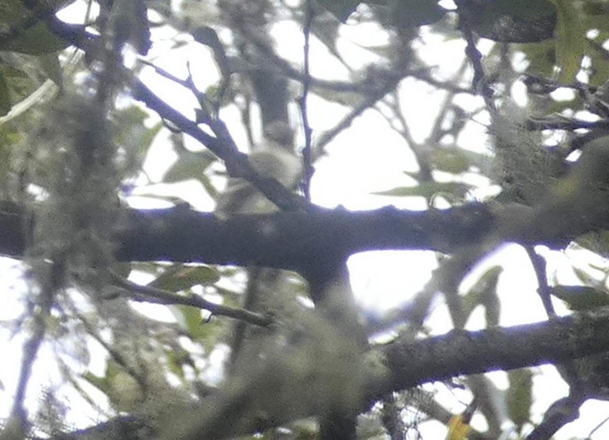 Willow Flycatcher - ML642352694