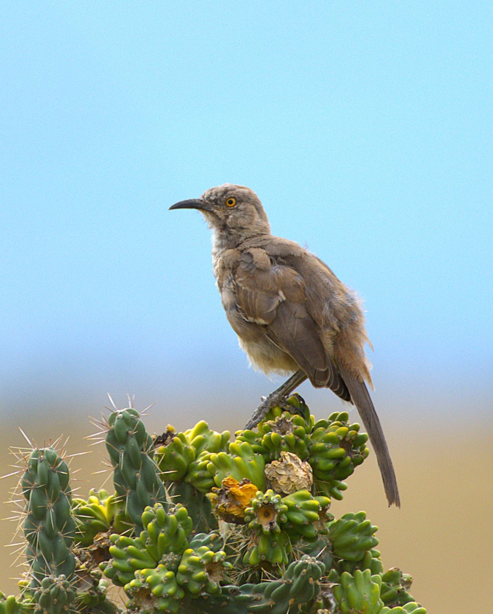 kaktusspottefugl - ML642352697