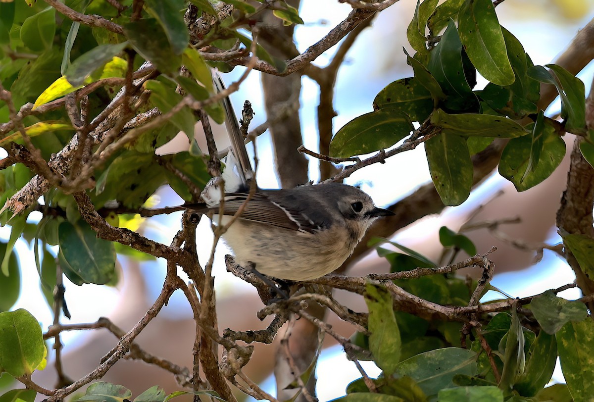 Kauai Elepaio - ML642352706