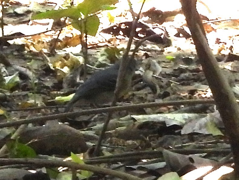 Black-chinned Antbird - ML642352711