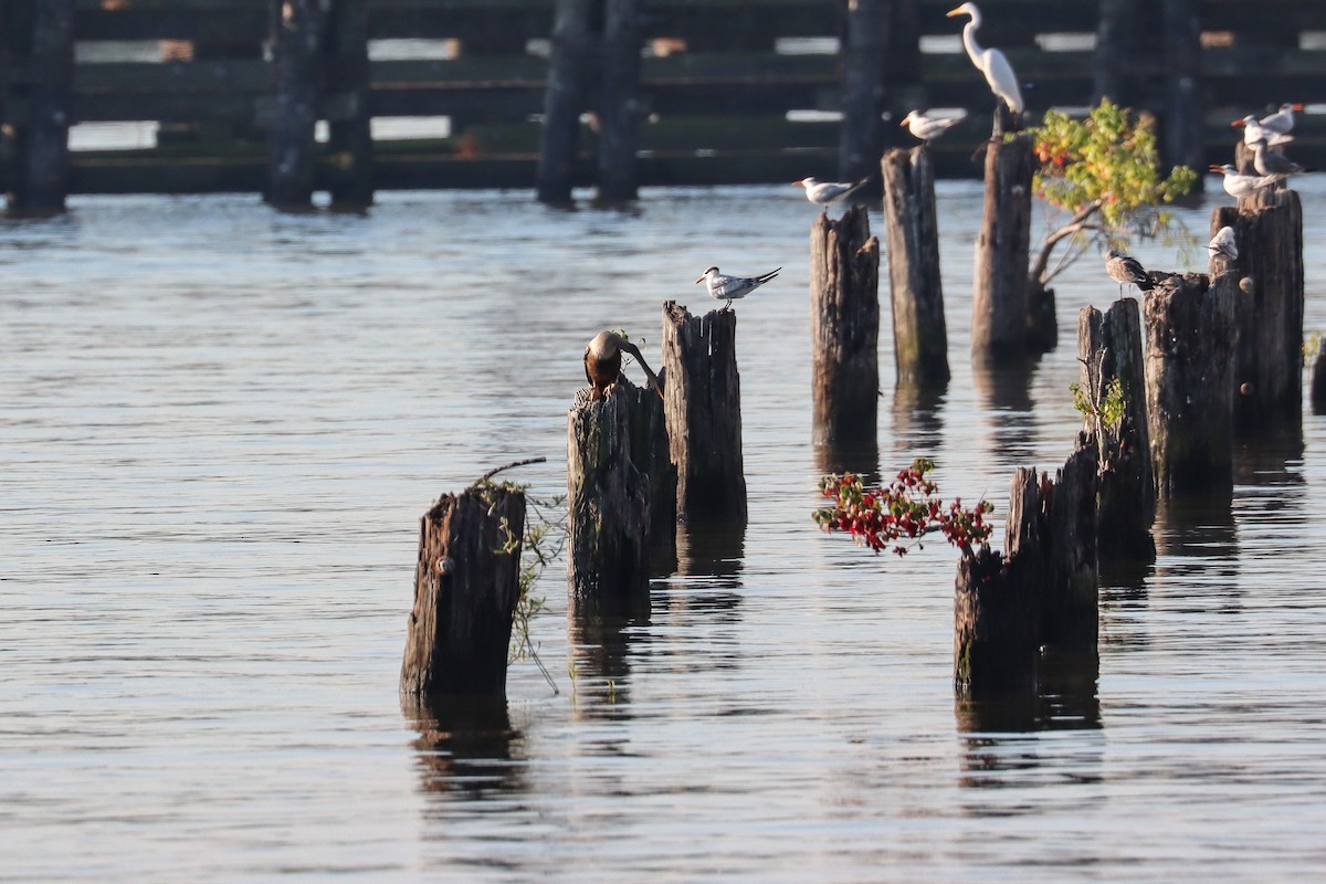 Anhinga amerikarra - ML642352761