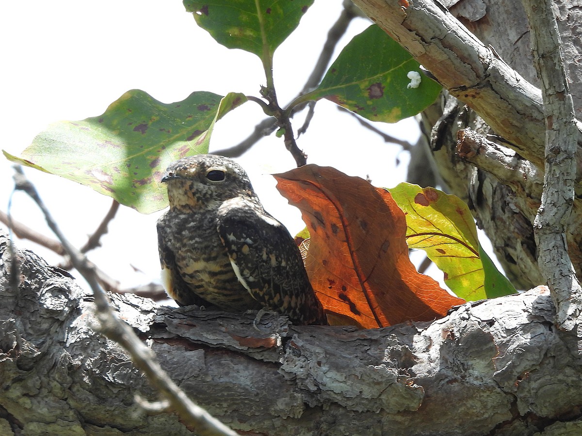 Lesser Nighthawk - ML642352772