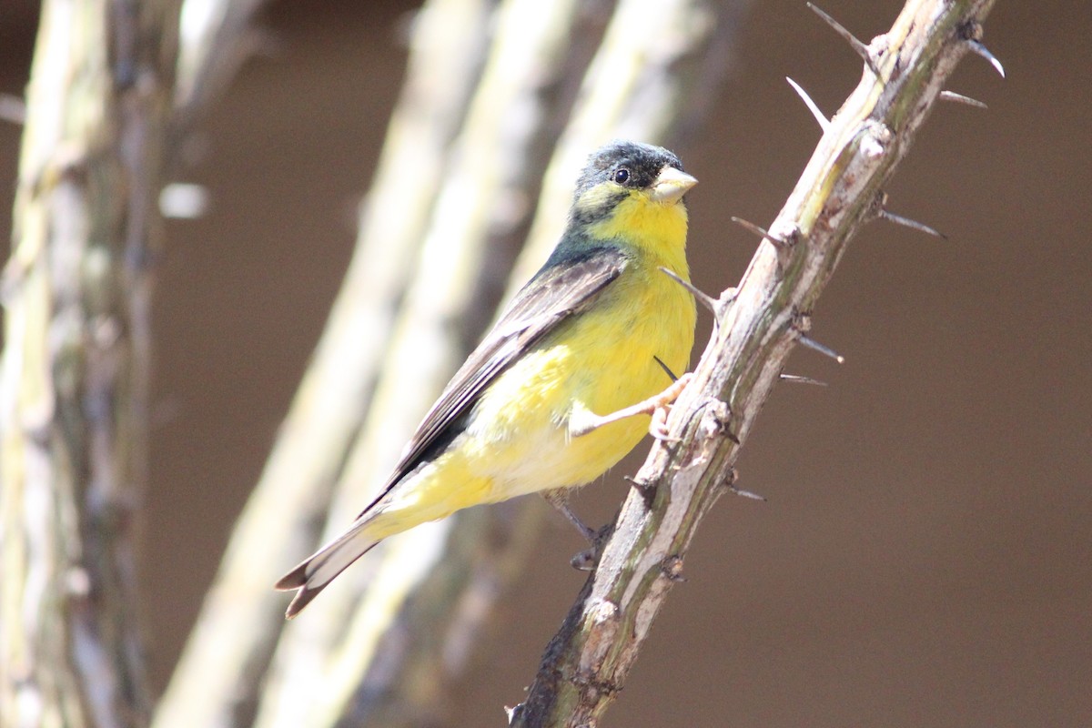 Lesser Goldfinch - ML642352805