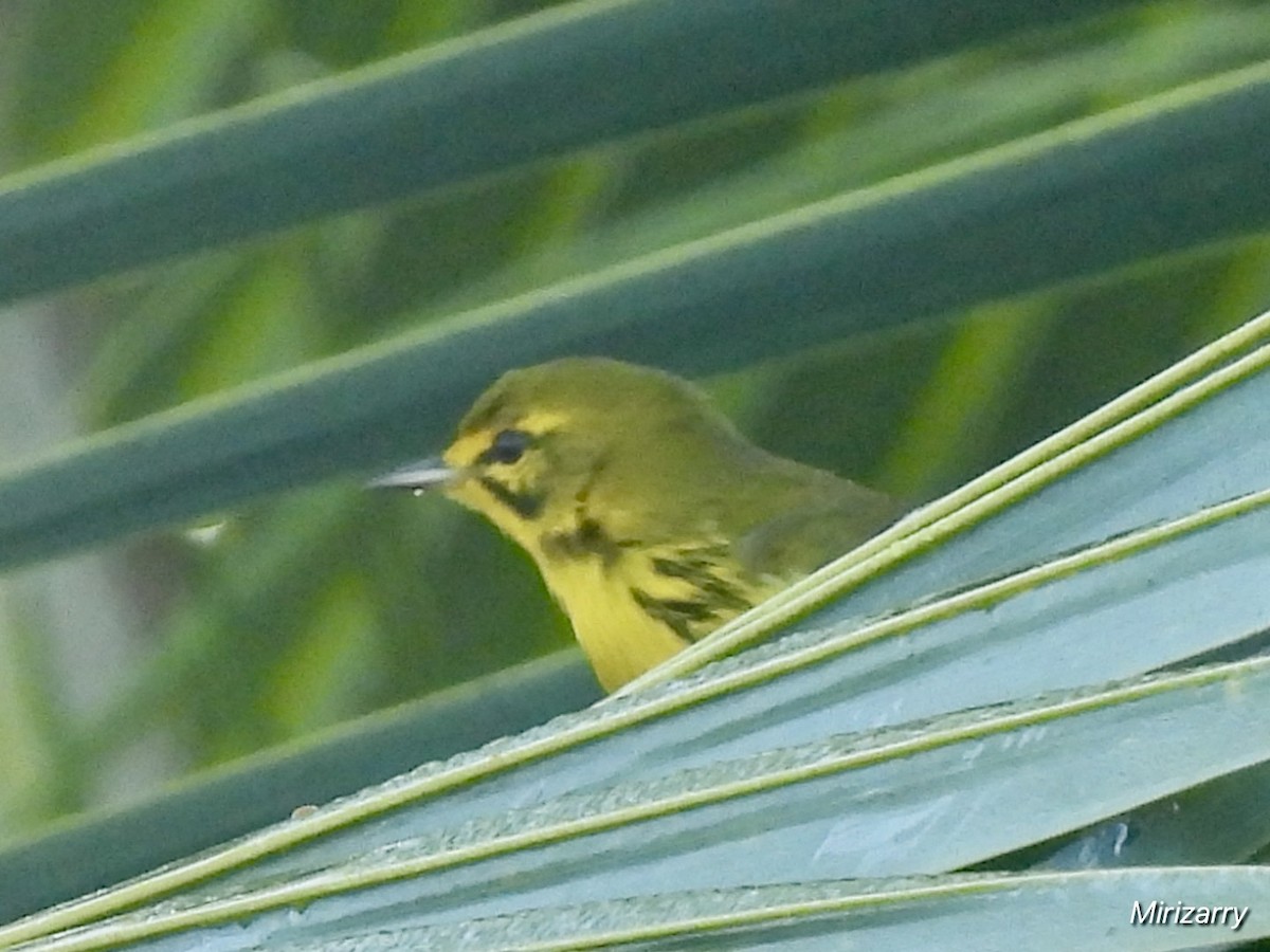 Prairie Warbler - ML642352807