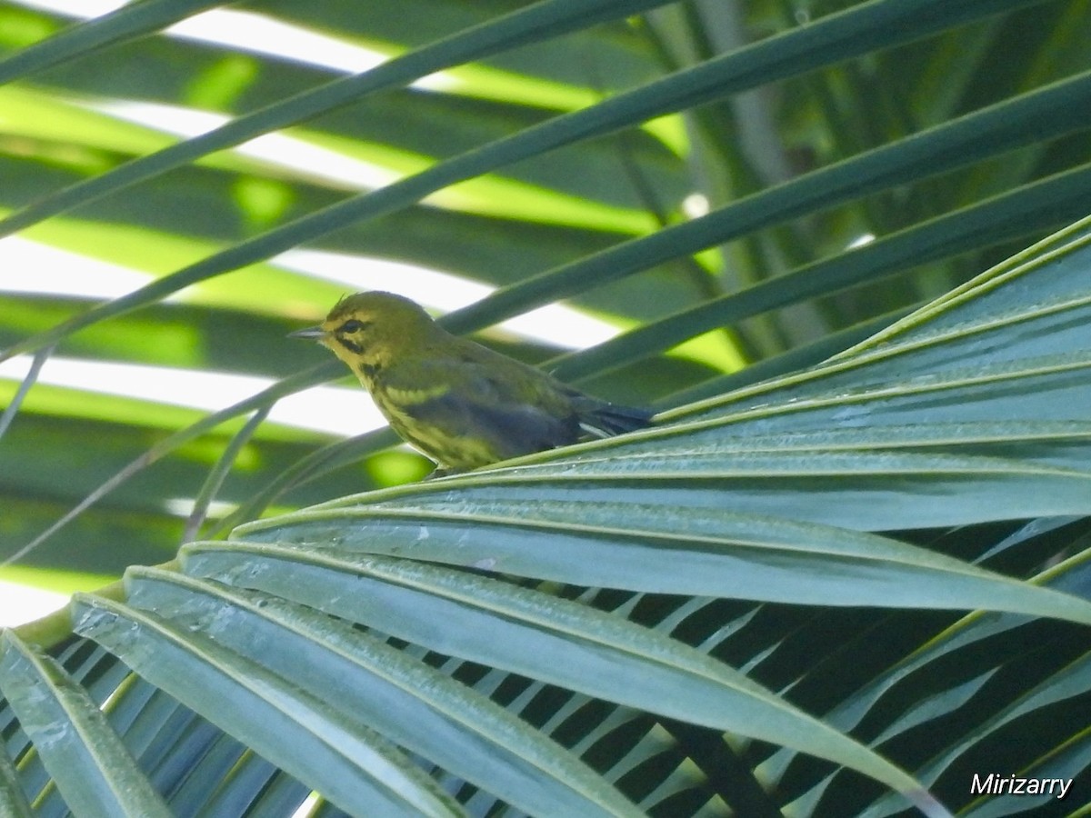 Prairie Warbler - ML642352808
