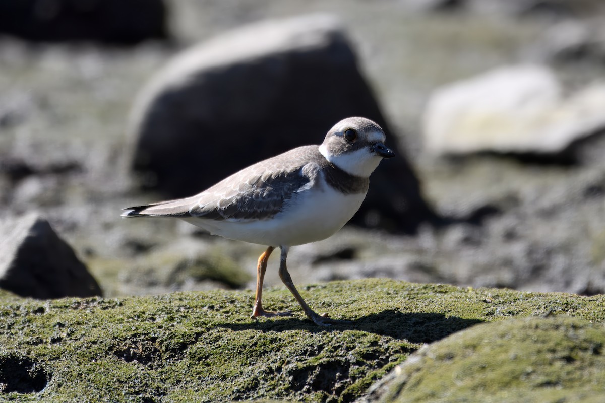 Semipalmated Plover - ML642352810