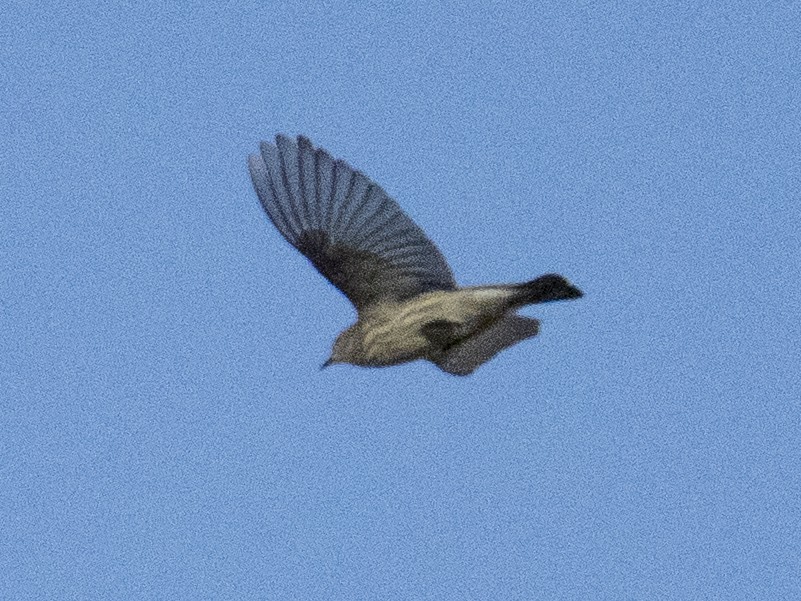 Cape May Warbler - ML642352814