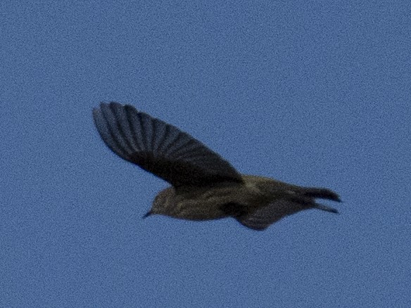 Cape May Warbler - ML642352822