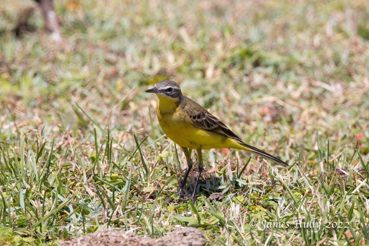 Western Yellow Wagtail (flava/beema) - ML642352827
