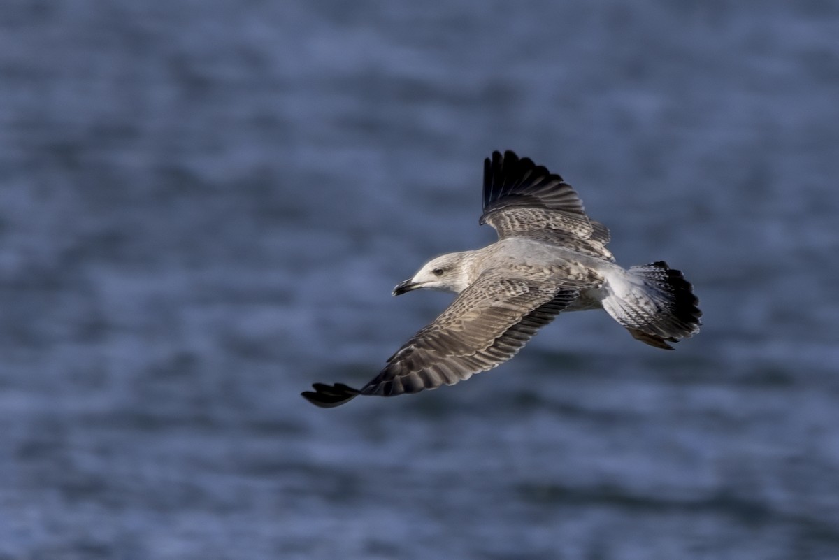 Caspian Gull - ML642352845