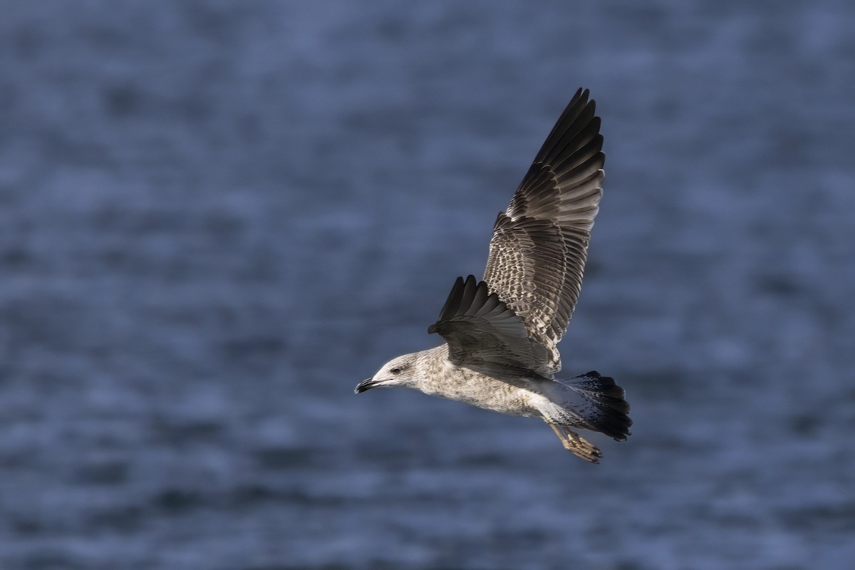 Caspian Gull - ML642352846