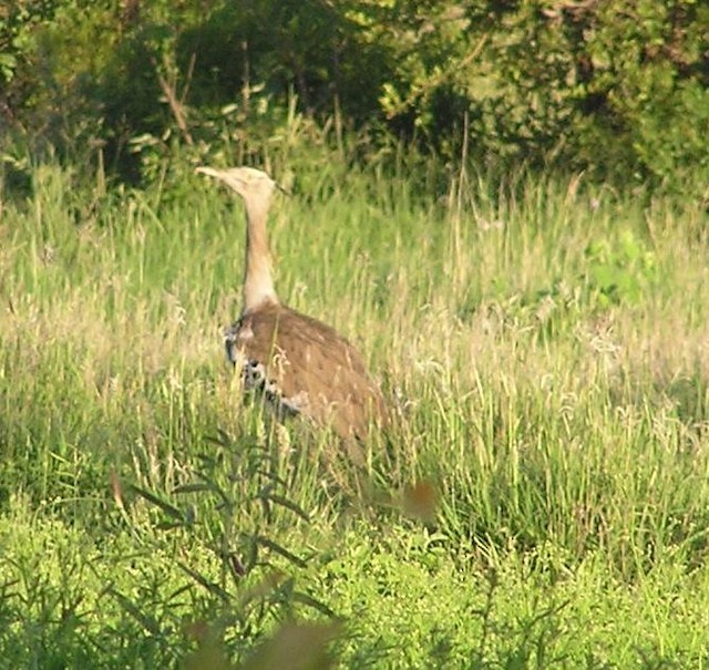 Kori Bustard - ML642352863