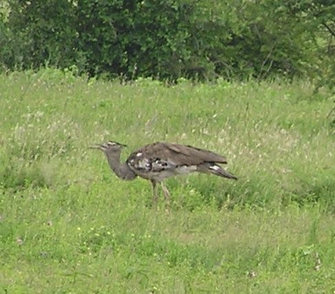 Kori Bustard - ML642352865