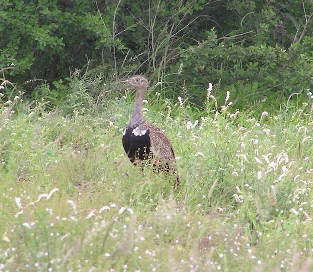 Red-crested Bustard - ML642352889