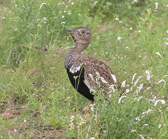 Red-crested Bustard - ML642352890