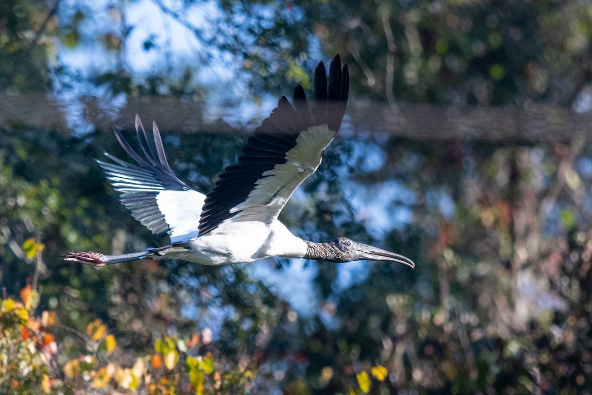 Wood Stork - ML642352903