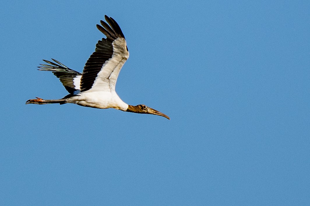 Wood Stork - ML642352904