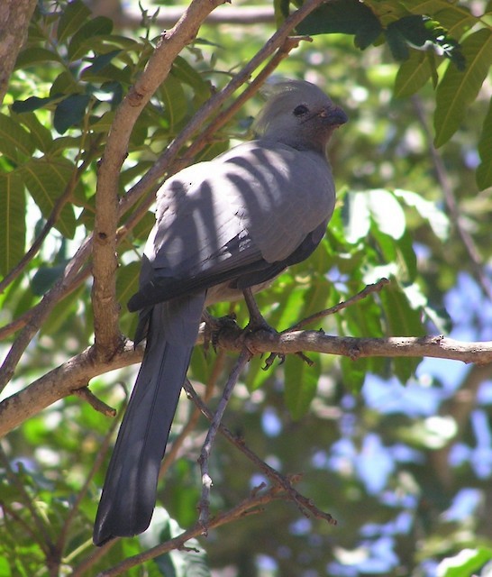 Gray Go-away-bird - ML642352956