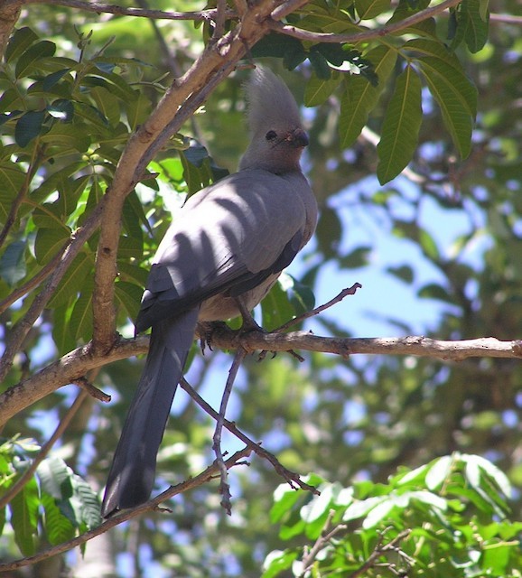 Gray Go-away-bird - ML642352960