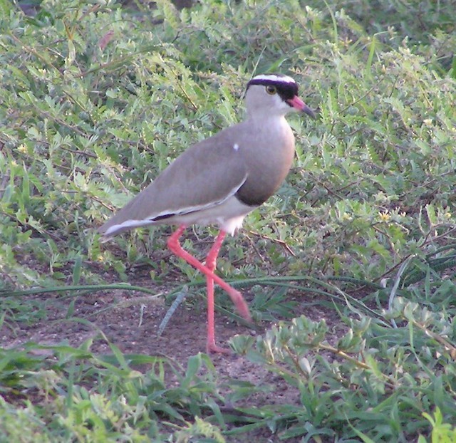 Crowned Lapwing - ML642352968