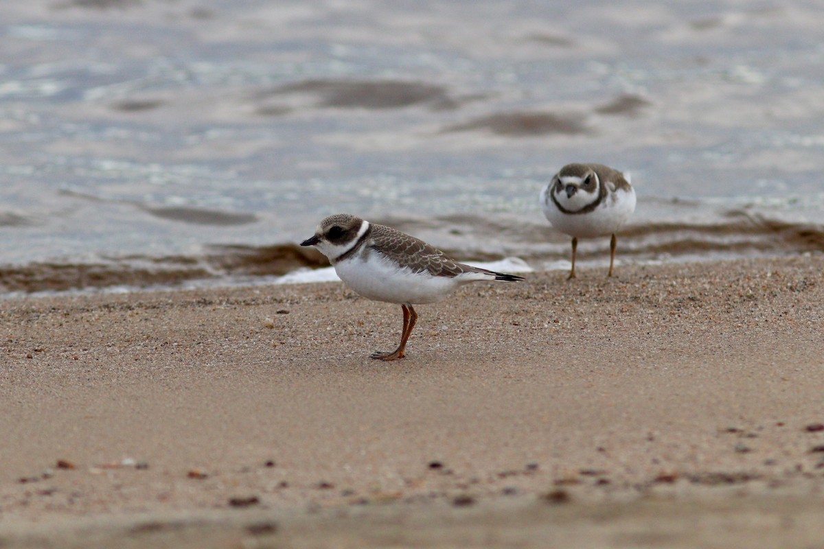 Semipalmated Plover - ML642352970
