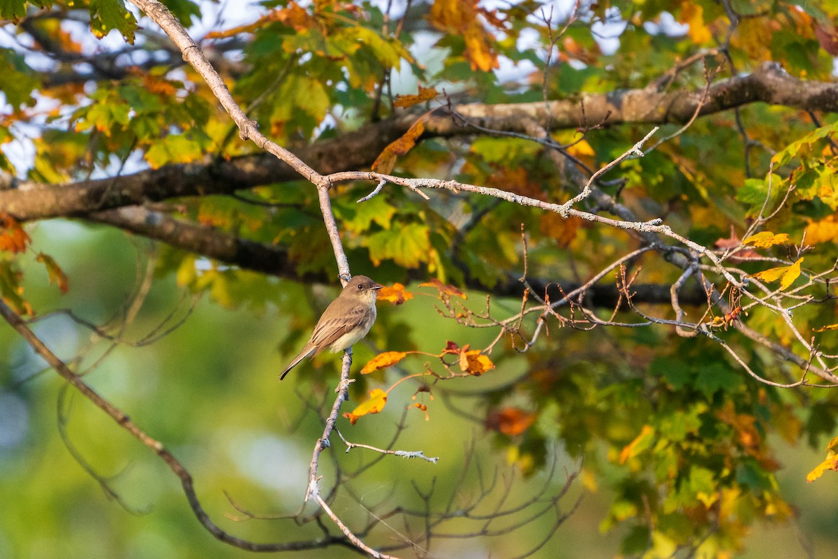 Eastern Phoebe - ML642352995