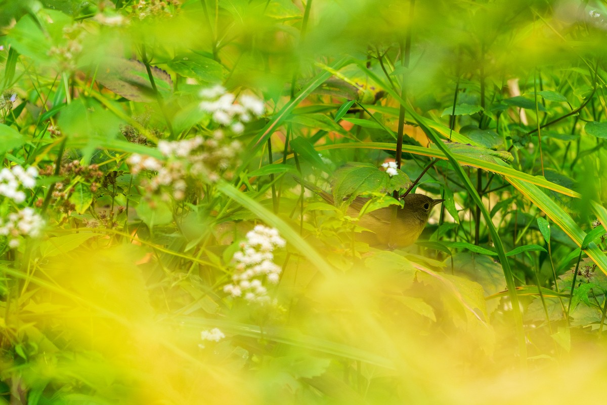 Common Yellowthroat - ML642353001