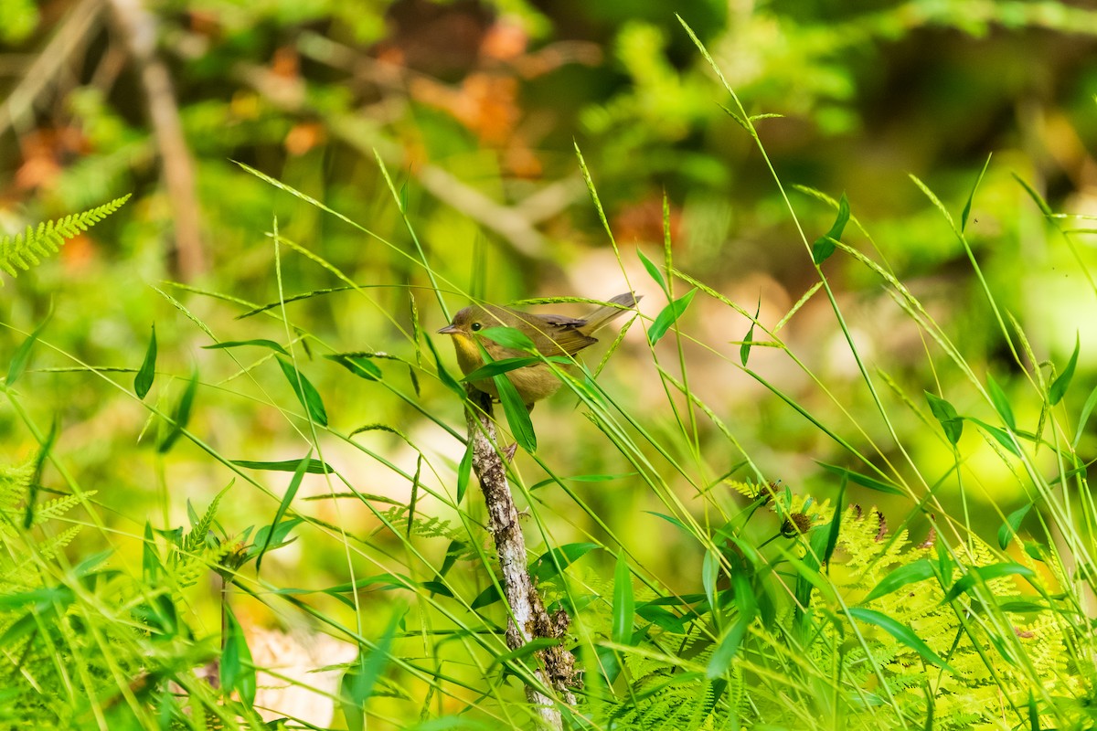 Common Yellowthroat - ML642353002