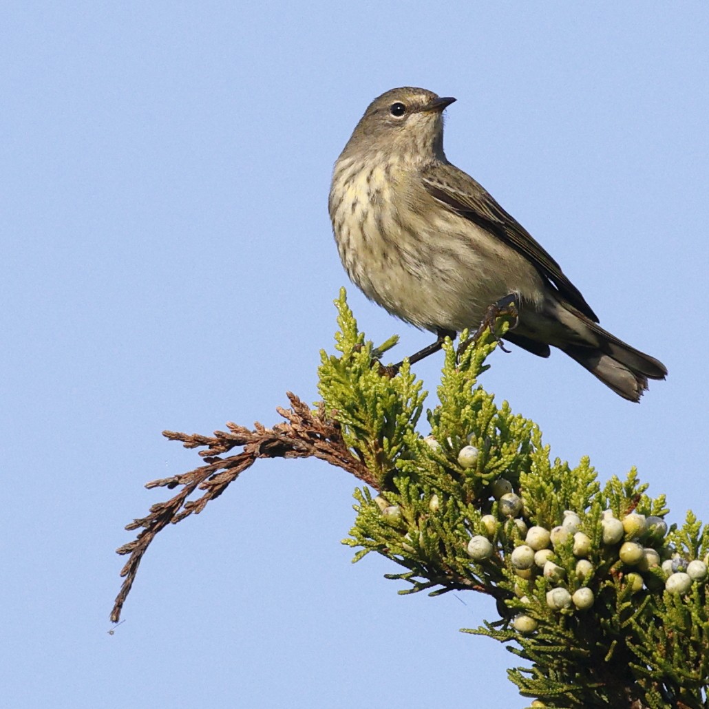Cape May Warbler - ML642353006