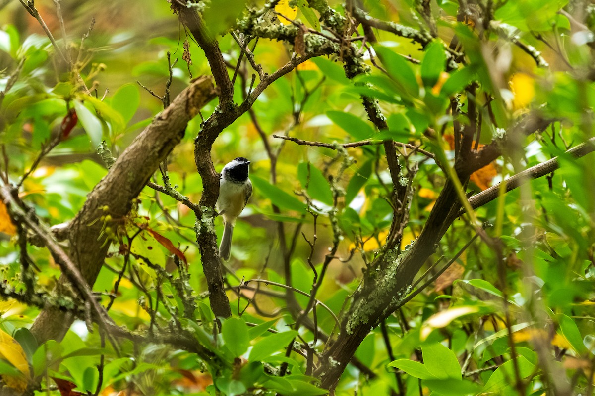 Black-capped Chickadee - ML642353018