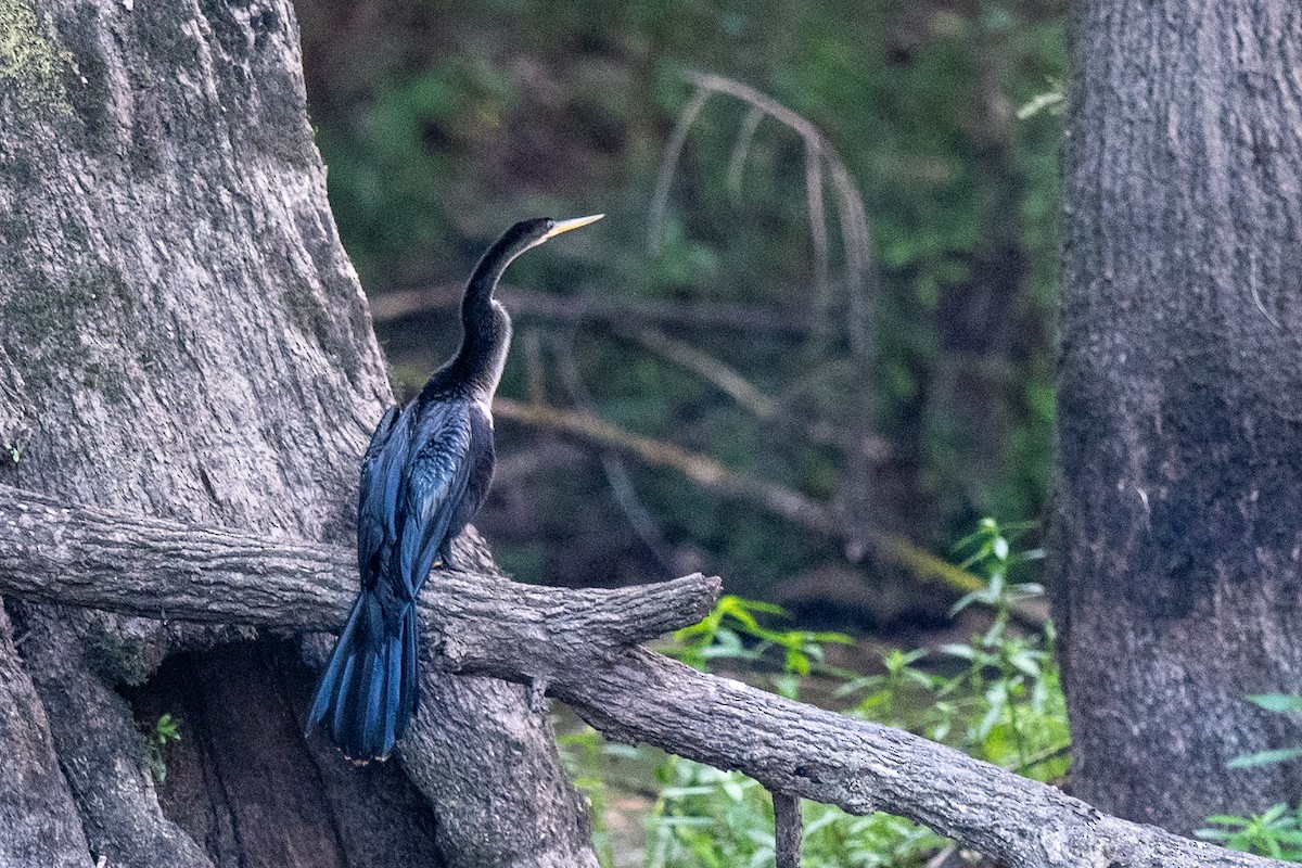 Anhinga amerikarra - ML642353023