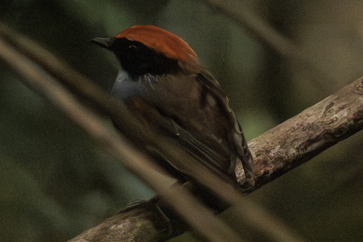 Black-cheeked Gnateater - ML642353026