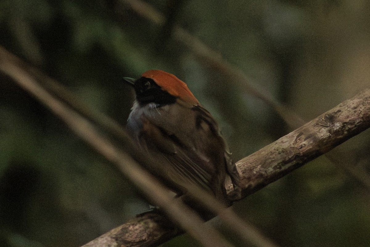 Black-cheeked Gnateater - ML642353027