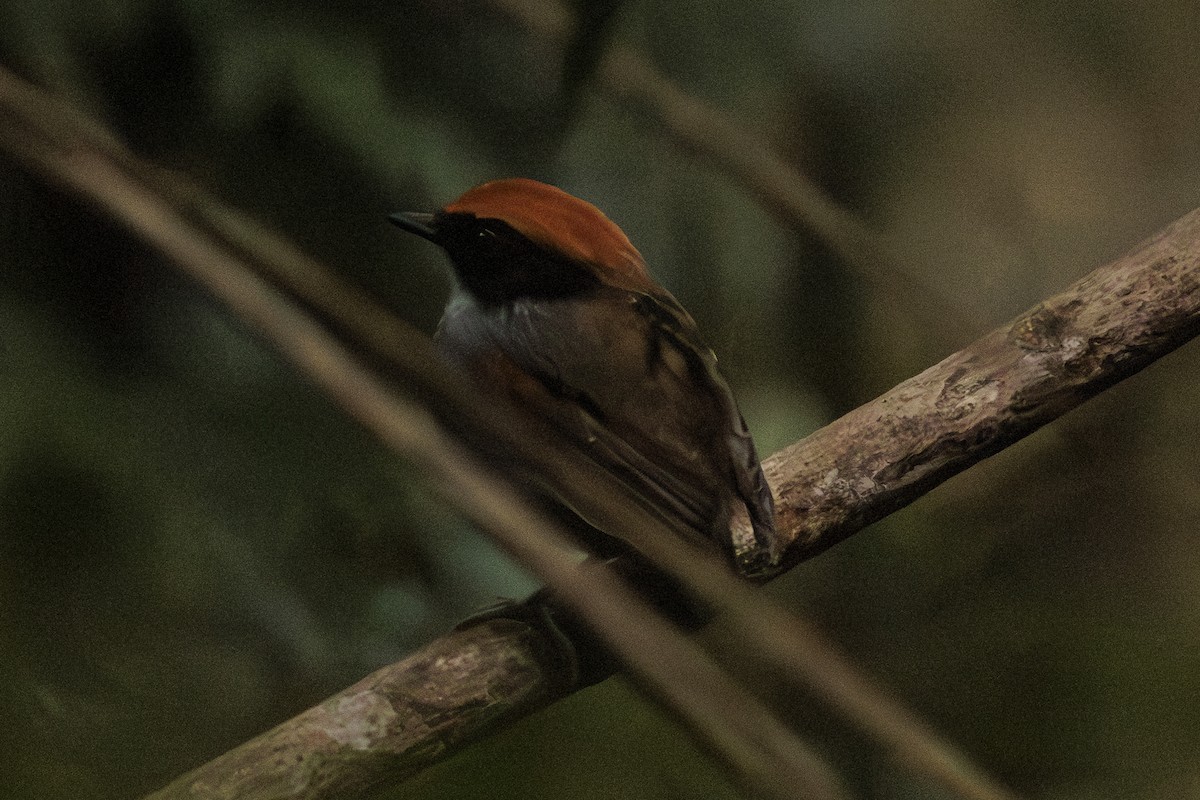 Black-cheeked Gnateater - ML642353028