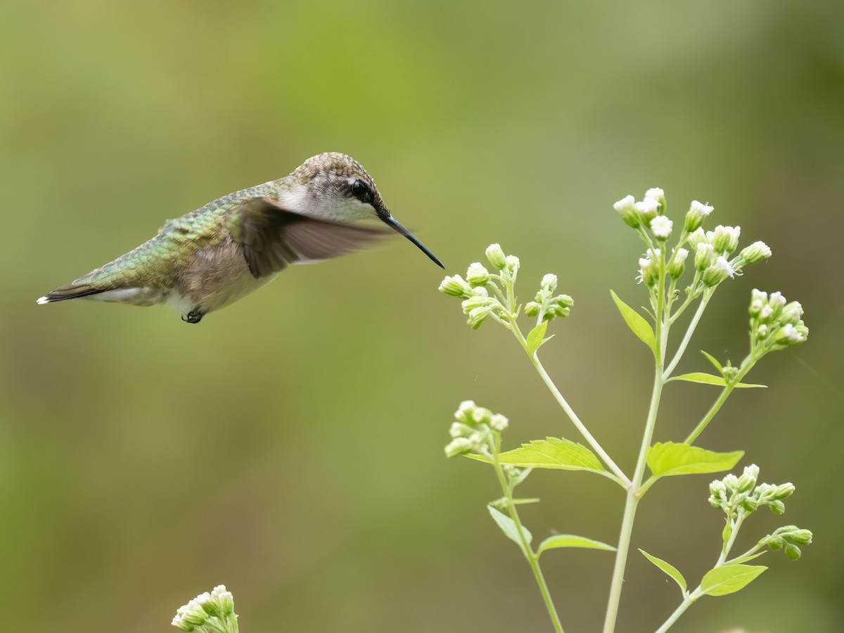 Ruby-throated Hummingbird - ML642353029