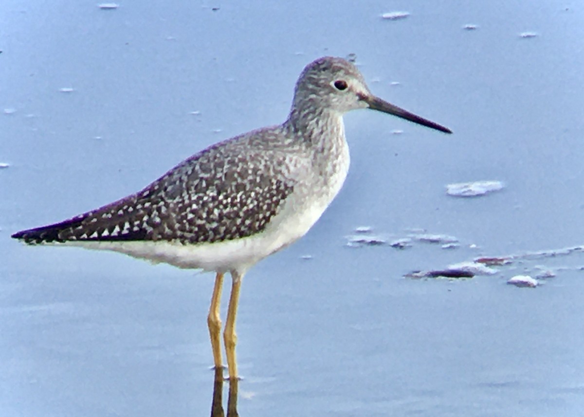 Greater Yellowlegs - ML642353030